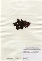 藏品(縱胞藻)的圖片